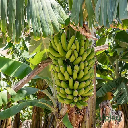 Banana G9 (કેળું G9)